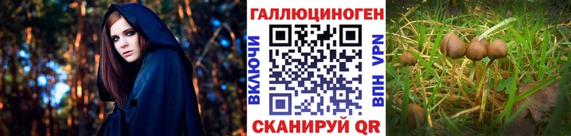 Псилоцибиновые грибы Psilocybine cubensis  хочу наркоту  hydra сайт  Майкоп 